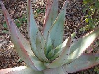 Aloe petricola MCA